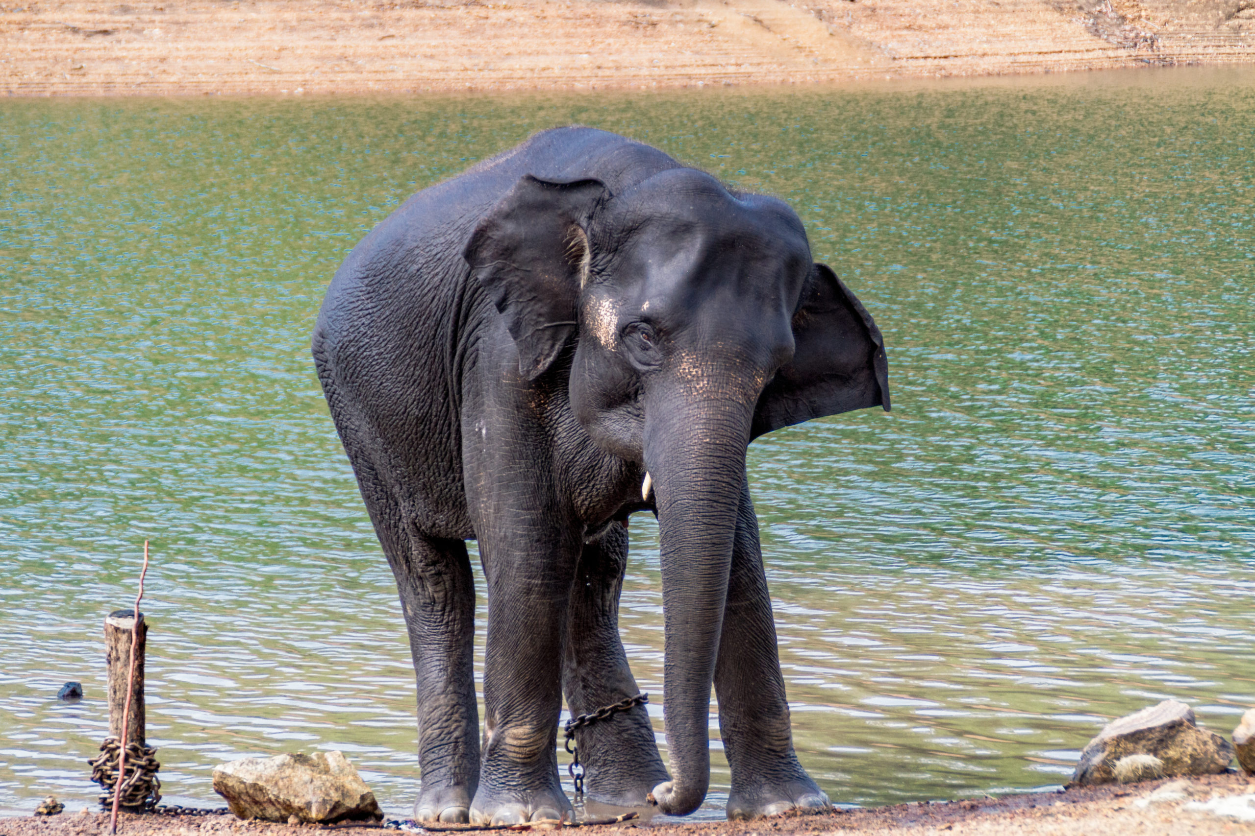 Baby elephant tied by a steel chain to a wooden peg on a sandy beach on one of the rivers in India. Elephant while swimming on the lake. Jumbo goes on dirt and rocky land after swimming. Wild weevil.